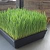 10-Pack 1020 Garden Growing Trays with Drain Holes - 10" x 20" Plastic Plant Trays with Holes - Wheatgrass Sprouting Tray, Microgreens Seed Tray, Hydroponic Trays, Nursery Flats, & Greenhouse Supplies #2