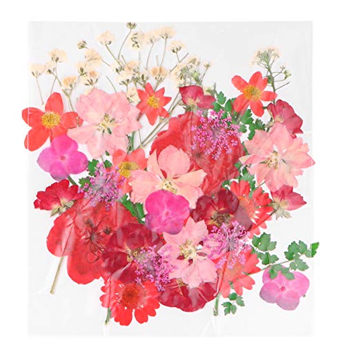 EXCEART Flores Naturais Secas Prensadas Reais Misturadas Com Várias Margaridas Coloridas Folhas de H