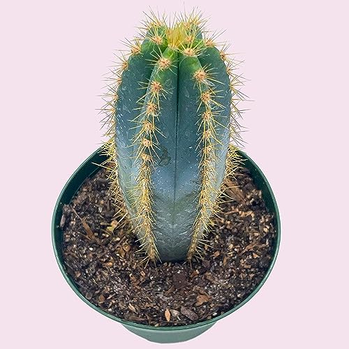 Blue Columnar Cactus, Pilosocereus Pachycladus Cacti, Column Cactus, Blue Torch Cactus, Woolly Torch Cactus, In 4 Inch Pot #TOP3