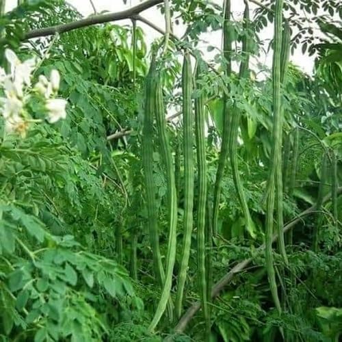 100pcs Green Moringa Tree Seeds.