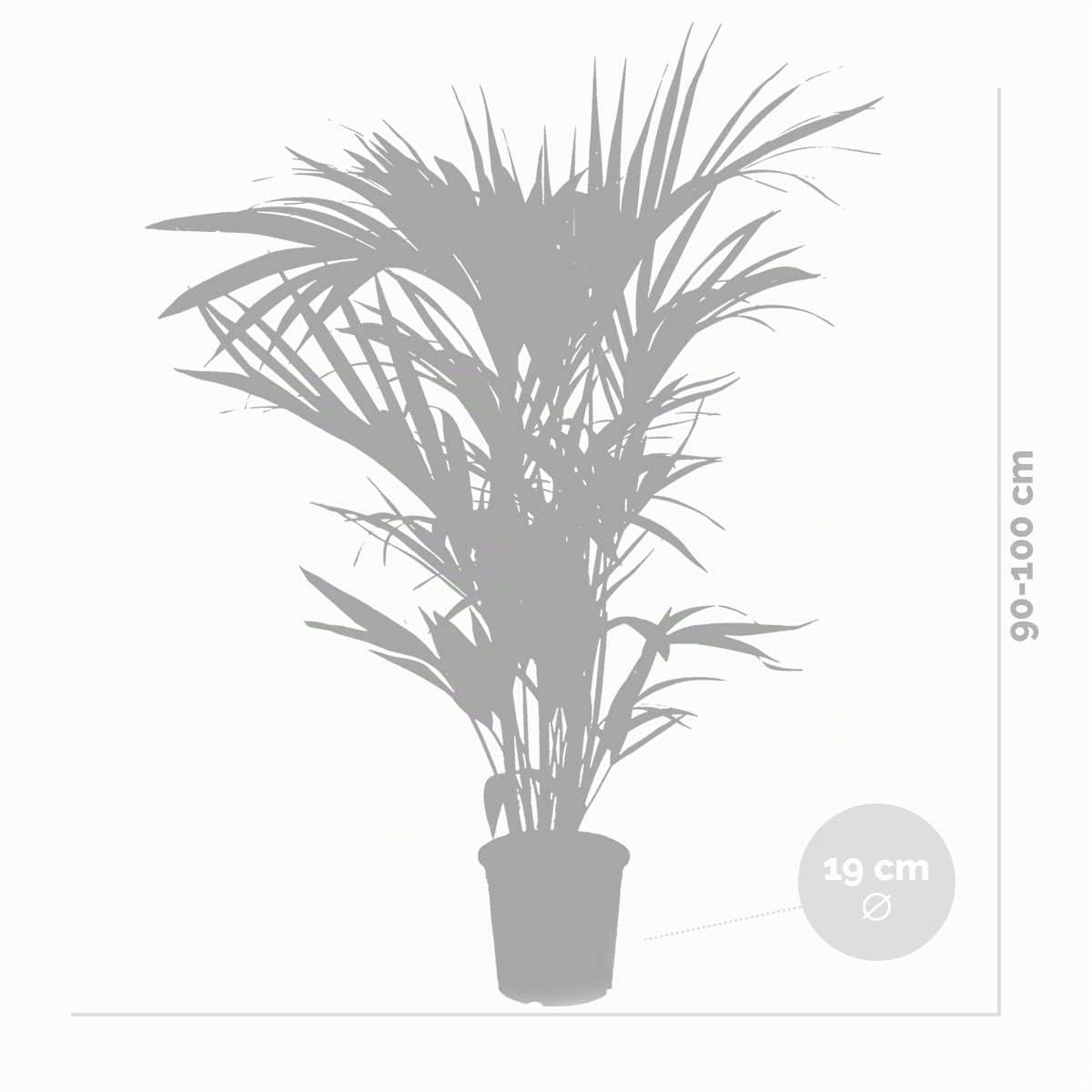 Bloomique - Howea forsteriana - Palma Kentia - Plantas de interior - Purificadora del aire - Apta para mascotas - Altura 80-100 cm - Maceta 19 cm