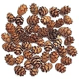 Natural Eastern Hemlock Miniature Pine Cones 100 Count
