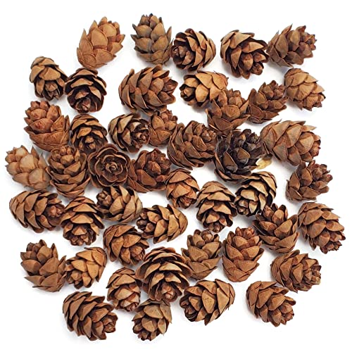 Natural Eastern Hemlock Miniature Pine Cones 100 Count