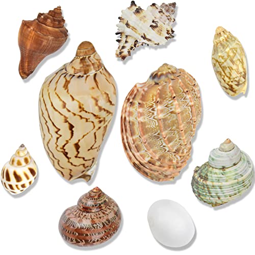KATUMO Hermit Crab Shells, 9 Types Small Medium Natural Growth Turbo Seashells 0.6-2.5'' Various Opening Size for Hermit…
