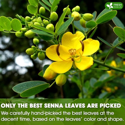 Image of FreshDrinkUS, Premium 135 Senna Leaf Tea Bags for Constipation, Supports Your Cardiovascular System, 100% Natural & Pure. Loose Leaf Senna Herbal Tea, Made with Natural Material Tea Bags. Non GMO, No Sugar / Caffeine / Gluten, Vegan.