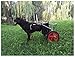 Sedia a Rotelle per Cane,Carrellino Scooter Carrozzina per Cani,Adatto a Animali Domestici Disabili Piedi Gambe Posteriori Riabilitazione,Regolabile,2 Ruote 25kg (88lbs)- 55kg (121lbs) ( Size : XXL )