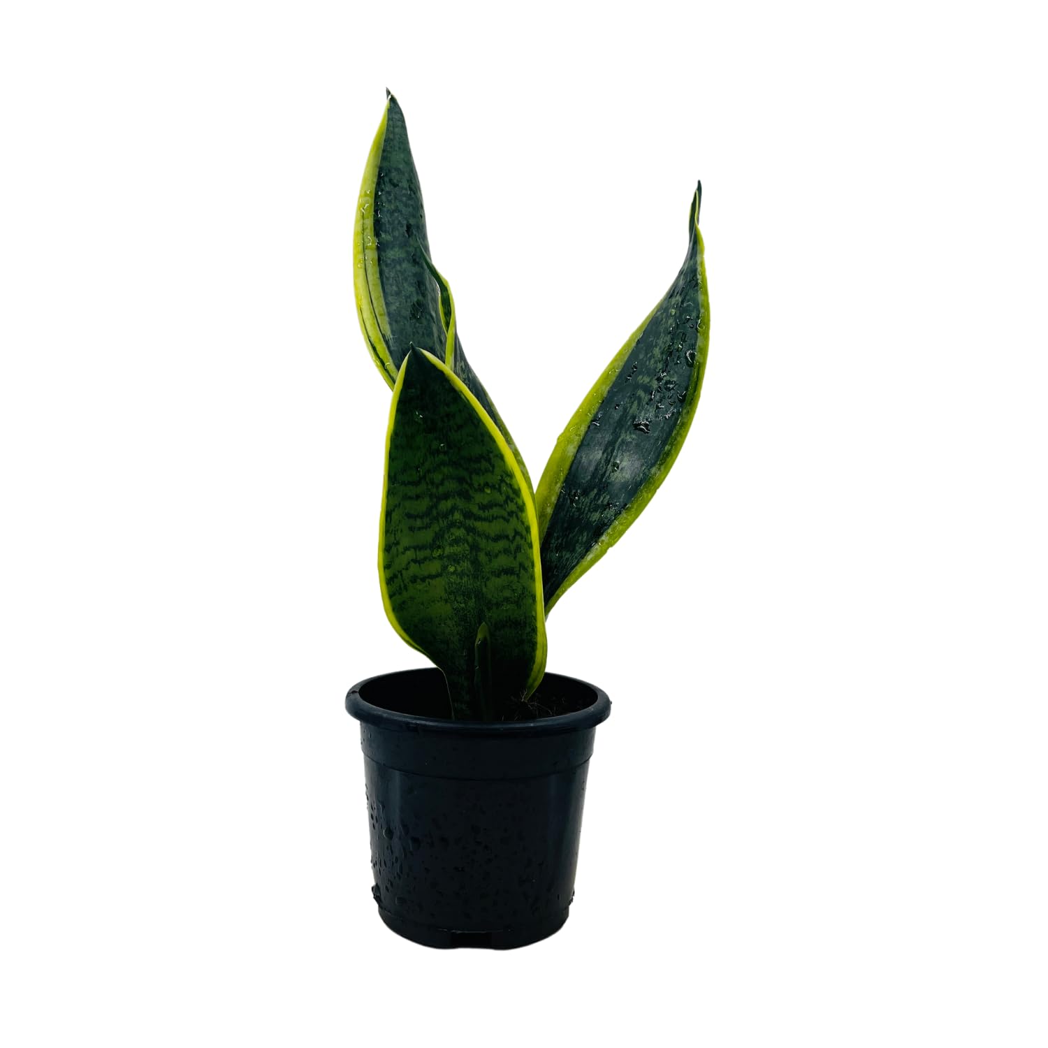 Hug A Plant | Sansevieria "Gold Flame" / Snake Plant (Dracaena trifasciata)- Live Plant in pot (Home & Garden)-image-12