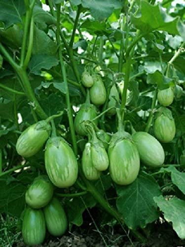 Artifii_Green Brinjal Seeds for Home/Terrace gardening Plantation - Pack of 50 (B09W2ZGX7Q) Amazon Price History, Amazon Price Tracker