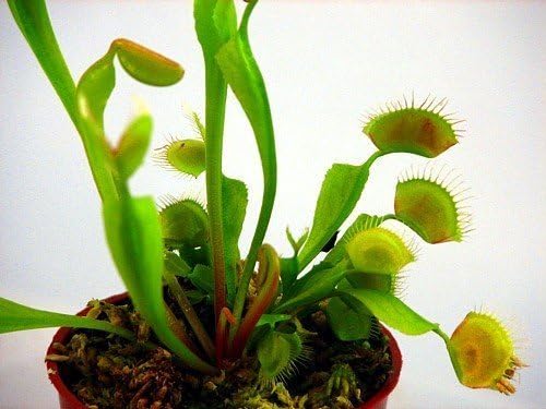 Venus Fly Trap Plant - Carnivorous - 3" Clay Pot