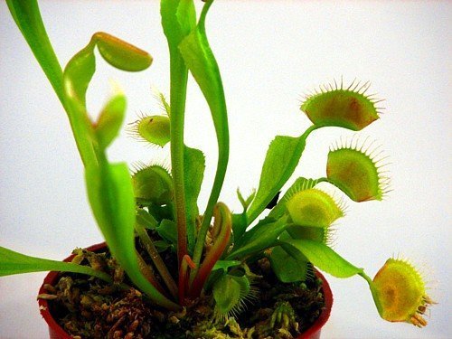 Venus Fly Trap Plant - Carnivorous - 3" Clay Pot #TOP5