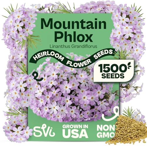 SVI 1500 Mountain Phlox Seeds (Linanthus grandiflorus) Ground Cover Phlox Seed Packets Bulk Sweet Fragrance Flower Garden Heirloom Annual Purple Flower Seeds for Outdoor Garden Containers