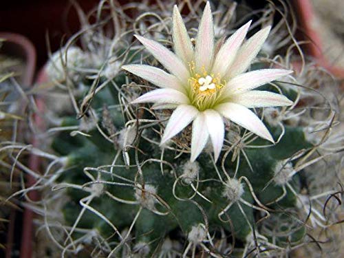 Amazon.co.jp: 【種子】 Turbinicarpus krainzianus var. Minimus