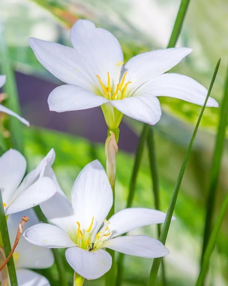 Zephyranthus - Rain Lily Flower Bulbs White 10pcs White-image-43