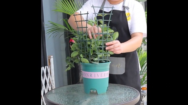 6 Rankhilfen Für Zimmerpflanzen - 25cm Kunststoff Stützen Für Kletterpflanzen