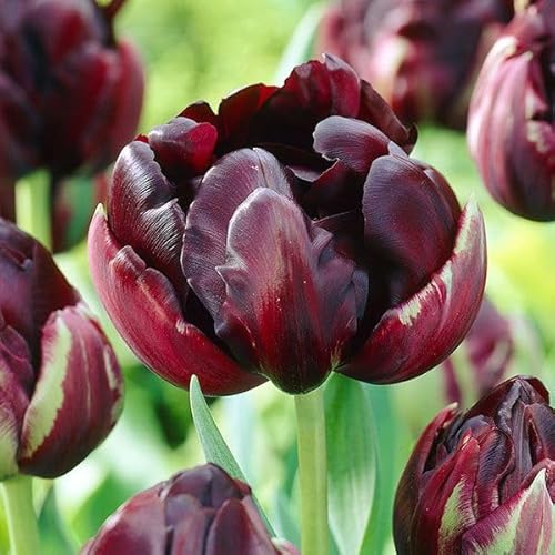 チューリップ 球根 ブラックヒーロー 50球 チューリップの球根/国華園 25年秋商品のサムネイル