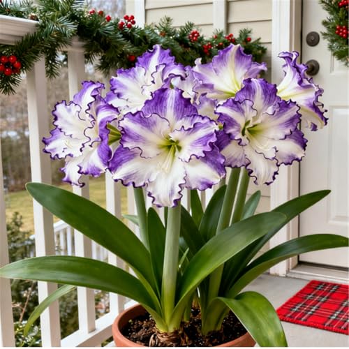 Winterharte und robuste Amaryllis/Amaryllis-Dekoration für Zuhause/Geschenke/Mehrjährig-G-1 PCS