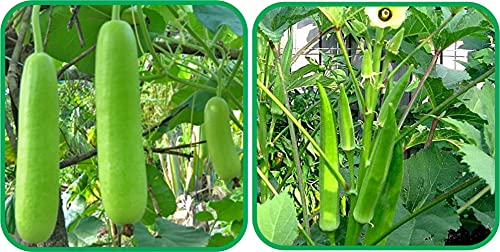 Image of Aero Seeds Lady Finger (30 Seeds) And Bottle Gourd Long (30 Seeds) Vegetable Seeds Pack