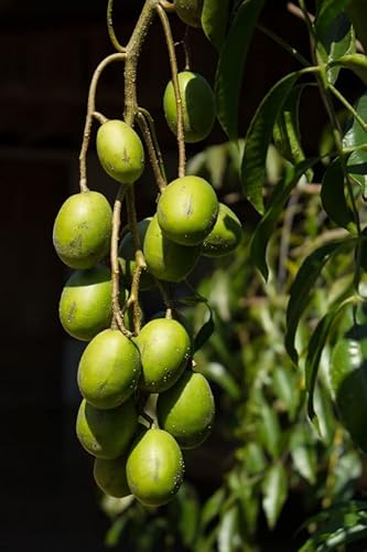 Thai June Plum Tree Plant Grafted 20 To 24 Inc Height For Planting Ornaments Perennial Garden Simple To Grow Pots #TOP7