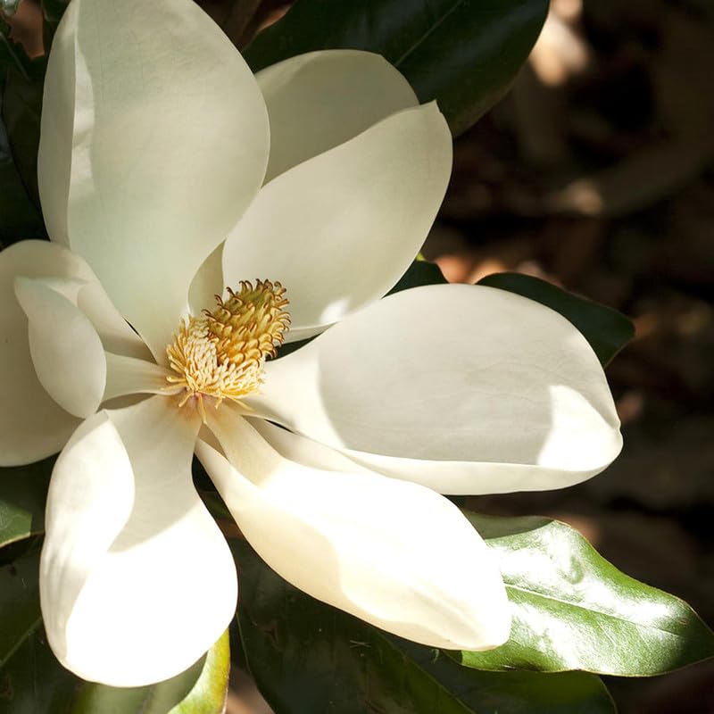 2 Southern Magnolia Trees Live Plants for Planting Outdoors 6-12 Inches Tall, Evergreen Magnolia Plants Live, Fragrant Magnolia Flowers