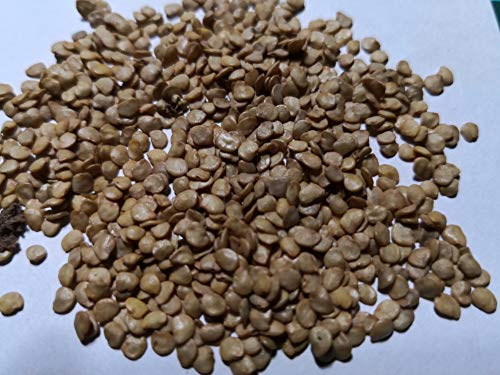 Thaise aubergine - 20 verse zaden - Solanum virginianum - Afbeelding 3