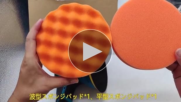 超希少❗️サイズ大❗️ポリシャス　フリスビー　煌✨ 送料無料でお届け オシャレで育てやすい観葉植物 - 観葉植物専門店