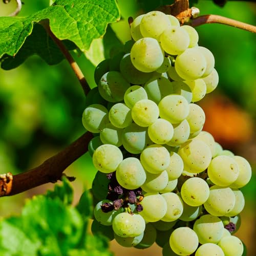Chardonnay Bare Root Grape Vine - Crisp, Rich, and Buttery White Wine Grape - 1-Year Old Plant with a Free Vine Support Included from Hand Picked Nursery (1)