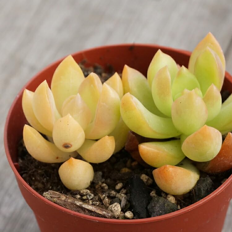 Amazon.co.jp: オウレイ 黄麗 7.5cmポット 多肉植物 セダム Sedum