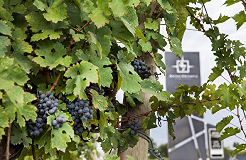 47 Anno Domini - Prosecco Bio Spumante Diamante, Extra Trockener Prosecco aus Italien, Luxus Prosecco (1 x 0,75l)