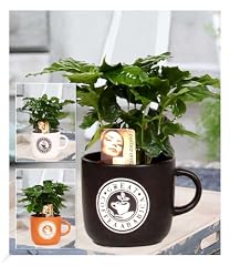 BALDUR Garten Coffea Arabica...