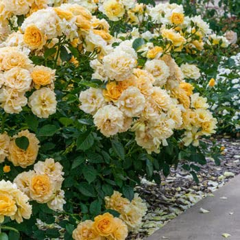 Mphmi Store Live Plant Nursery Plants Flowers Rose garden Floribunda (B09Z9ZLR13) Amazon Price History, Amazon Price Tracker