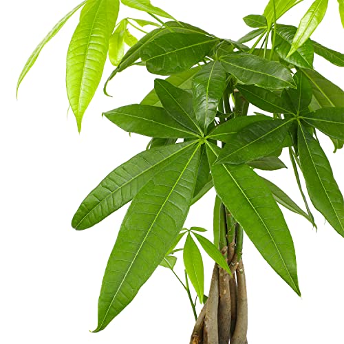 Image of Live Money Tree Houseplant in 6 inch Grower Pot, Air Purifying Pet Friendly Plant, Easy Care for Beginners, Pachira Aquatica, Bonsai & Feng Shui Houseplants by Plants for Pets