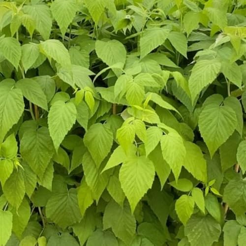 Rubus idaeus Malling Happy Raspberry Plant - Summer Fruiting, Sweet Berries, Thornless Canes, 3 Litre Pot x 1 - Thompson & Morgan