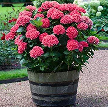 Graines d'Hortensia Hortensia bleu Graines de fleurs d'Hortensia de Chine Graines de bonsaï pour plantes de jardin à la maison Jaune clair Paquet de 500 graines