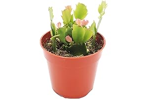 Zygocactus Yellow (Limelight Dancer) Christmas Cactus - 4' from California Tropicals