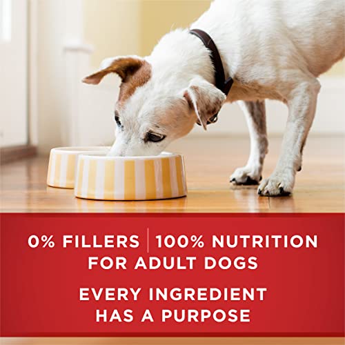 Image of Purina ONE Natural High Protein Dog Food, Tender Cuts in Gravy Chicken and Brown Rice Entree - 13 Ounce (Pack of 24)