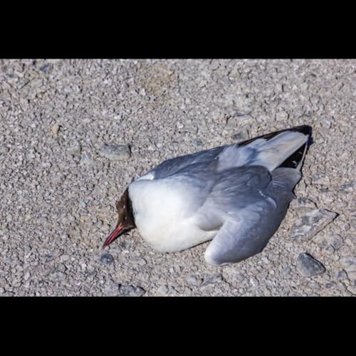 A new strain emerges, First human case of H5N5 bird flu hospitalizes Washington patient