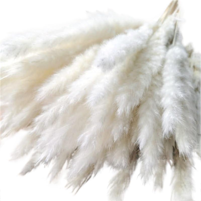 Pampas Grass Large 15 Pcs Flores Secas Naturales Blancas miniatura 1