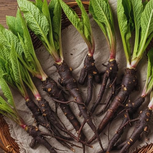 9 Comfrey Roots Plants Live Comfrey Rhizomes Root Cuttings for Planting Herb Plant Garden 1 to 2 Inc in Height