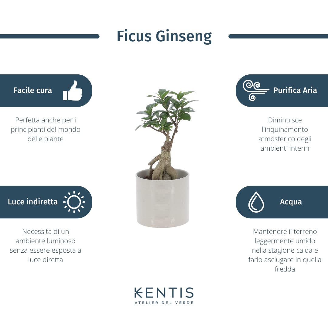 KENTIS - Bonsaï Ficus Ginseng/Retusa - Vraies Plantes d'Intérieur - Vrai bonsaï - Pot de Ø 12 cm