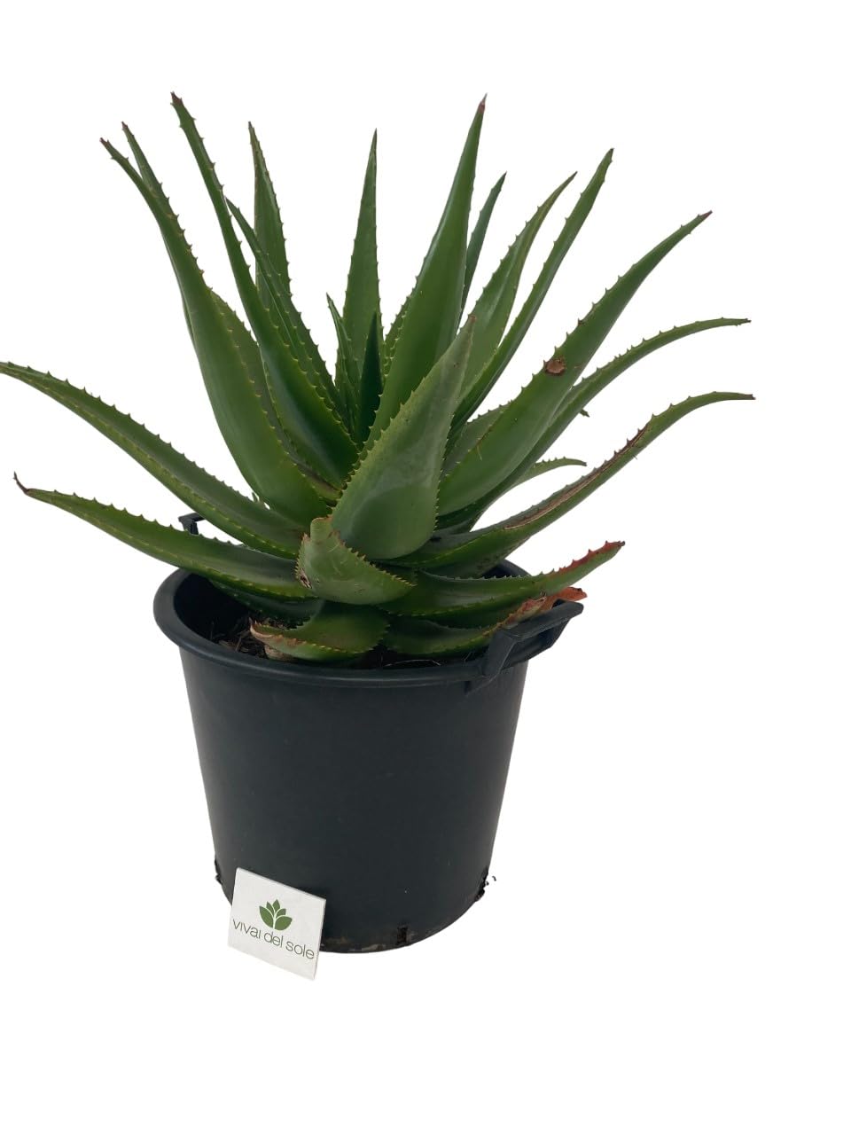 Aloe Erborescens, Pianta grassa, Pianta ornamentale da esterno prodotta da Vivai del Sole vaso diametro cm 35