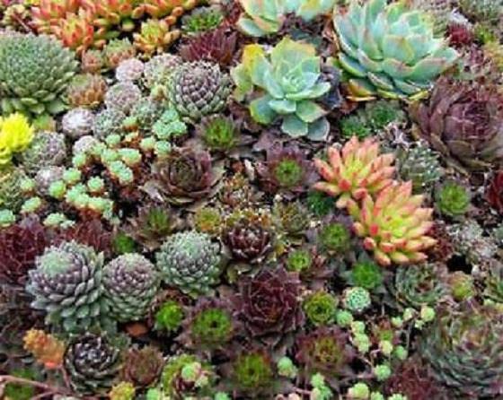 Sempervivum Mixed Species 'House Leek' Perennial XXL Plug Plants Pack x3