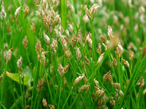 Eleocharis acicularis (Dwarf Hairgrass) - Marginal Pond Plants - Pond Plants - Water Plants-None-7 cm