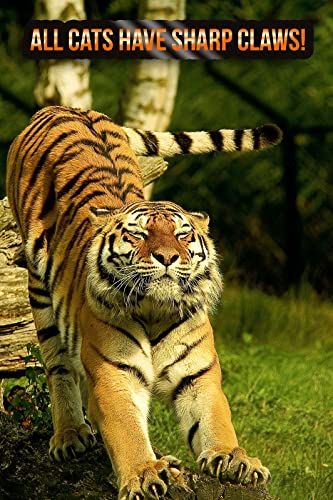 Cat & Kitten No Scratch Spray Deterrent Training Spray - Anti Scratch Furniture Protector - Nail Nanny 8Oz #TOP2