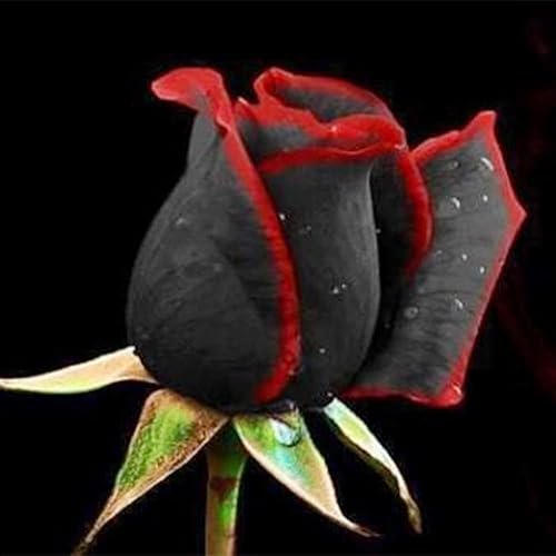 Miniatura 3 de Más de 300 semillas de rosas perennes mixtas para plantar al aire libre, fragancia, sin OMG, reliquia de jardín, hogar, grandes regalos de jardinería