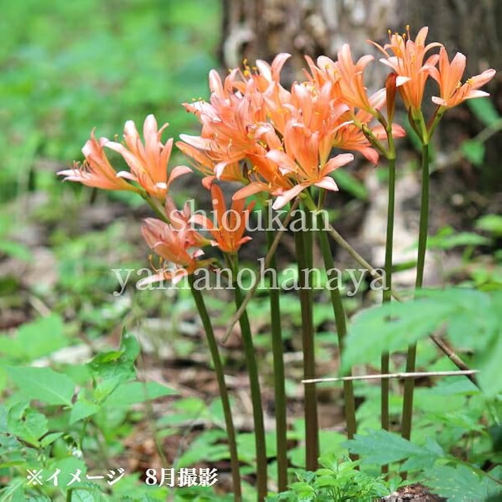 Amazon.co.jp: 【紫桜館山の花屋】キツネノカミソリ 素掘り苗20球 球根