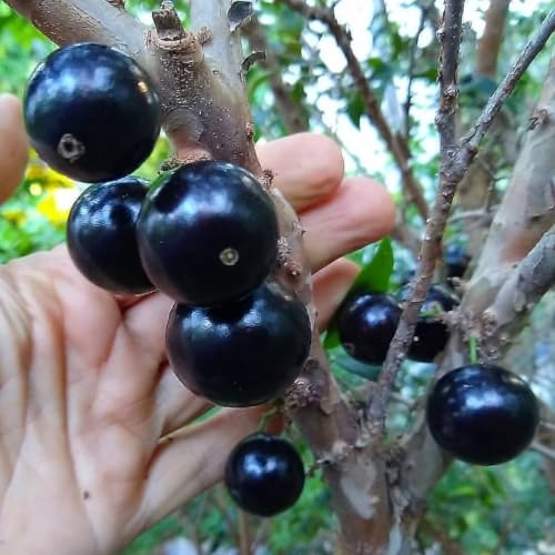Tropical Jaboticaba/Jabuticaba Sabara (Plinia cauliflora) Fruit Seedling Plant | Brazilian Grape Tree | Healthy Exotic Fruit Plant for Home Garden, Balcony & Terrace | Pack of 1