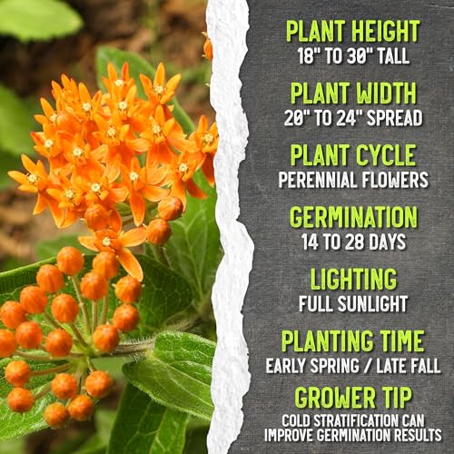 Image of Seed Needs Orange Butterfly Milkweed Seeds for Monarch Butterflies 10 Pack