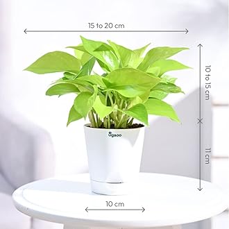 Ugaoo Golden Money Plant Indoor With Self Watering Pot