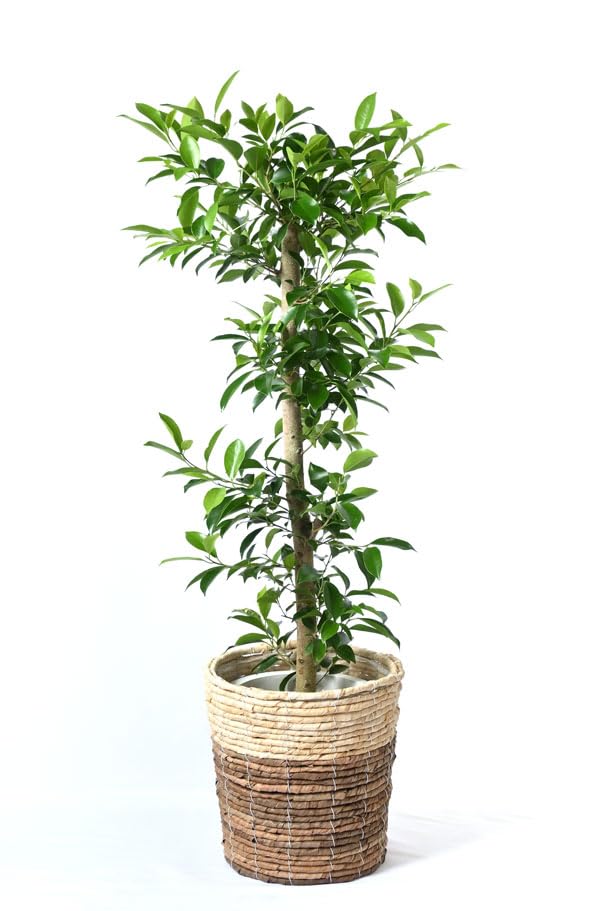 Amazon｜観葉植物 本物 8号+6号セット ガジュマル8号・サンスベリア6号