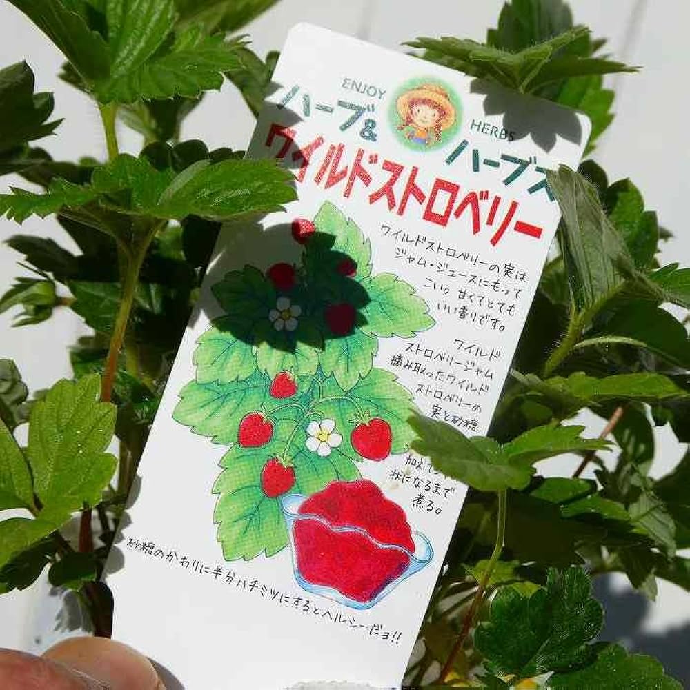 ★【新品】★★ワイルドストロベリー Amazon | ワイルドストロベリー 苗 2.5号 苗 ハーブ苗 グランド